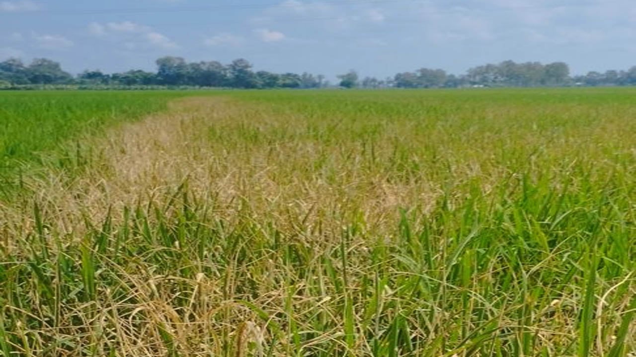 ধানের জমিতে এ কেমন শত্রুতা!