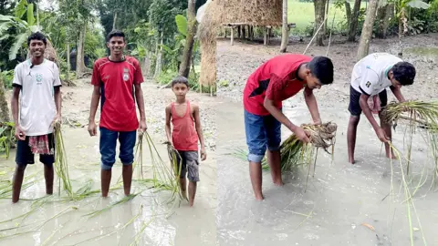 সড়ক যেন ধানের ক্ষেত! গর্তে ধানের চারা লাগিয়ে প্রতিবাদ

