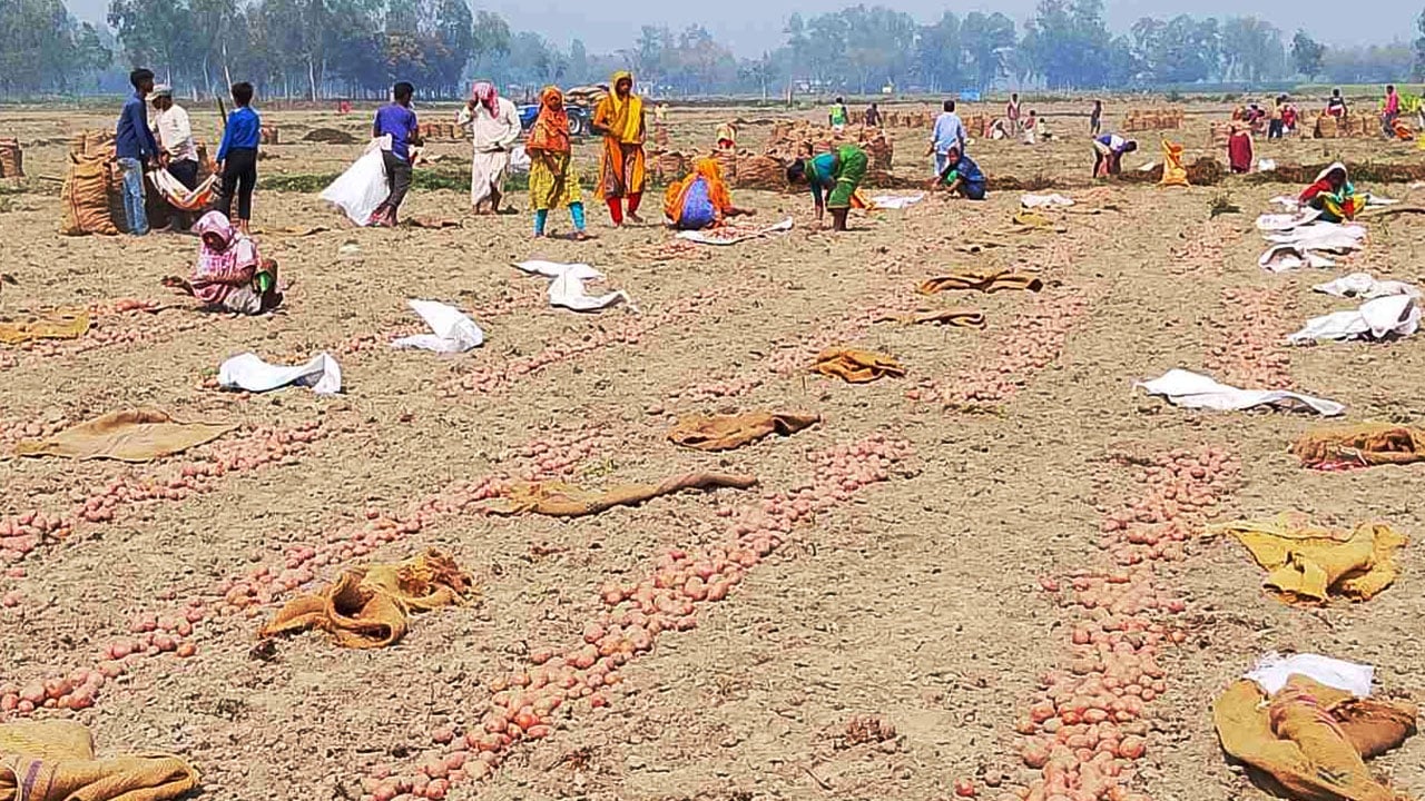 উৎপাদন ১৪ টাকায় হলেও বিক্রি ৮ টাকা, হিসাব মিলছে না আলুচাষির