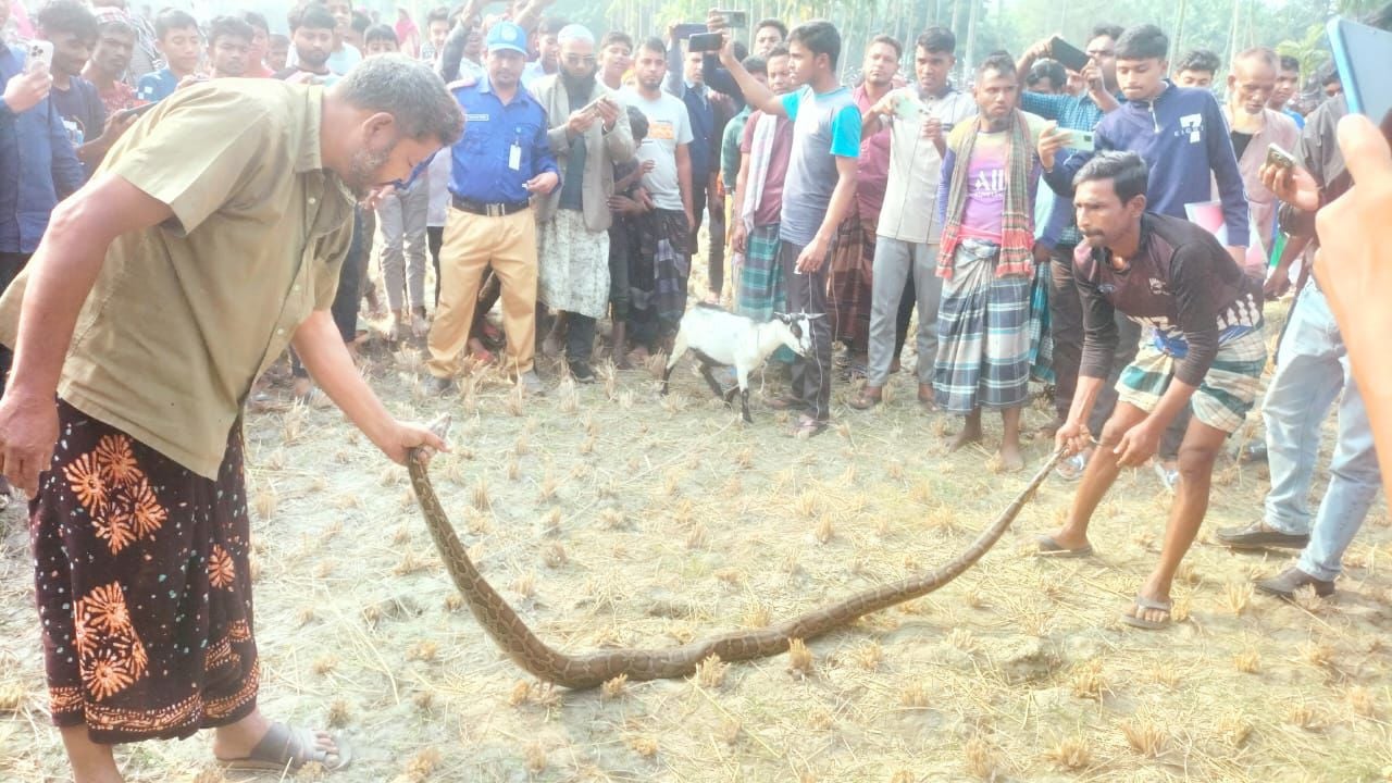 ভূরুঙ্গামারীতে আট ফুট লম্বা অজগর উদ্ধার