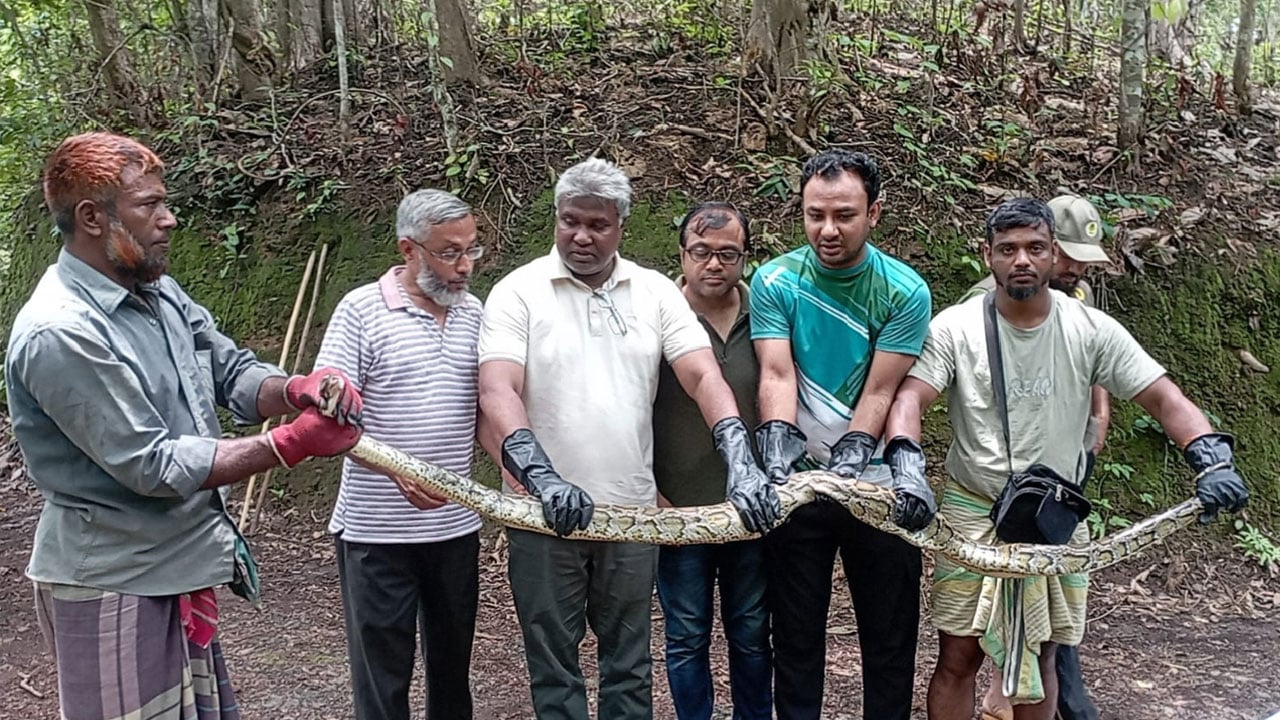 কাপ্তাইয়ে বসতবাড়ি থেকে ৮ ফুট দীর্ঘ অজগর উদ্ধার