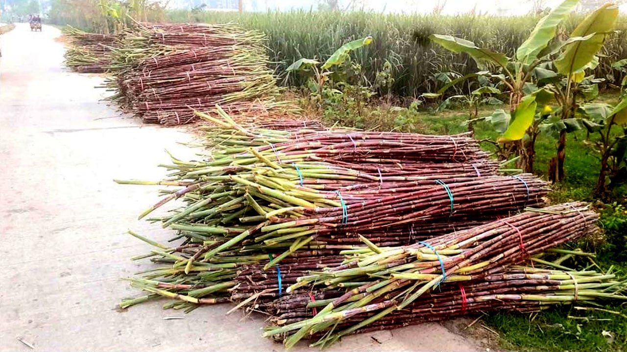 গোবিন্দগঞ্জে আখের ব্যাপক উৎপাদন