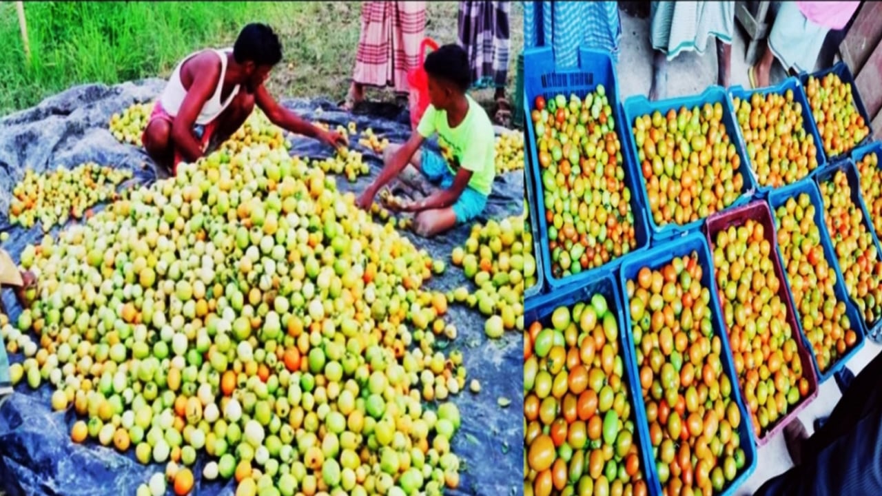টমেটোর আগাম বাম্পার ফলনে কৃষকের মুখে হাসি