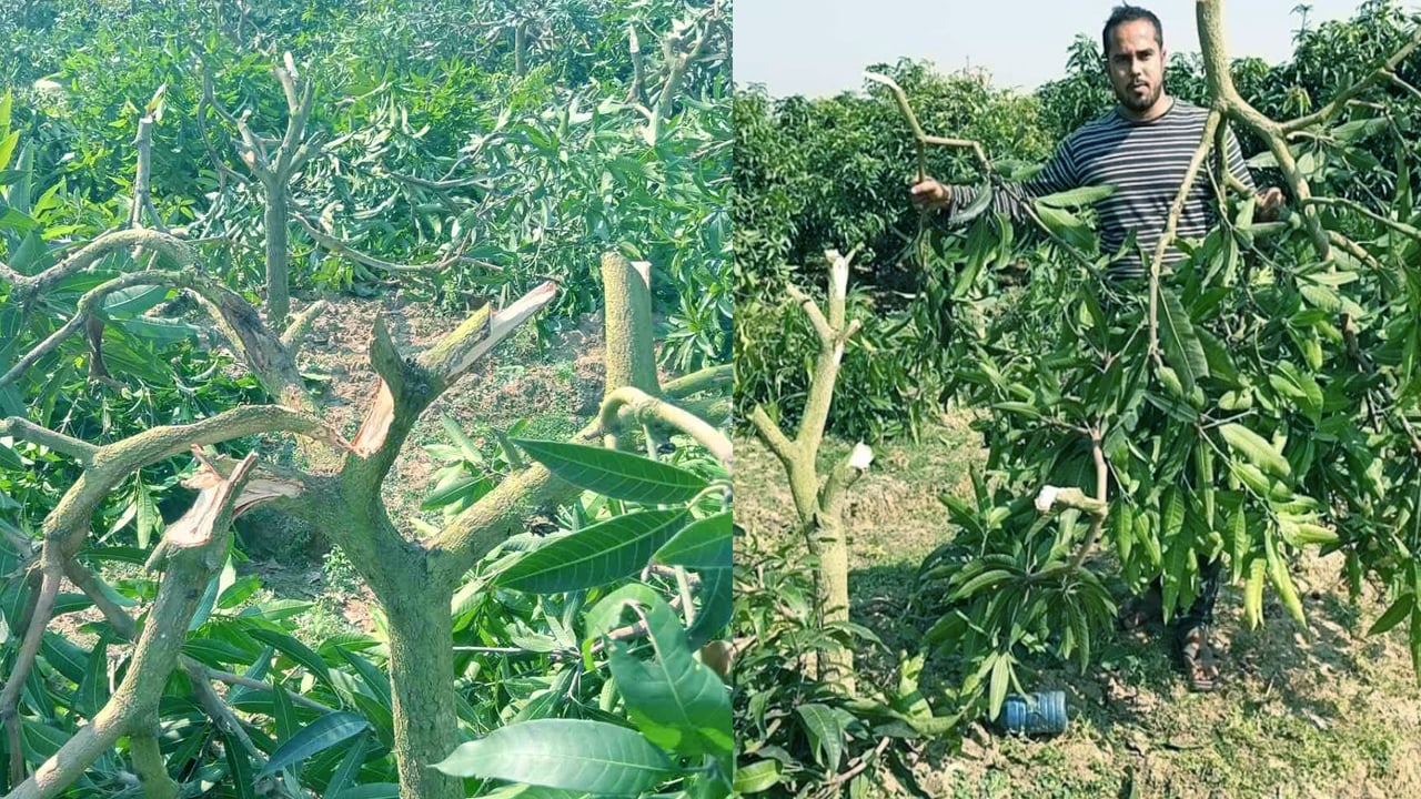 চাঁদা না পেয়ে আম বাগানের গাছের সাথে এ কেমন শত্রুতা!