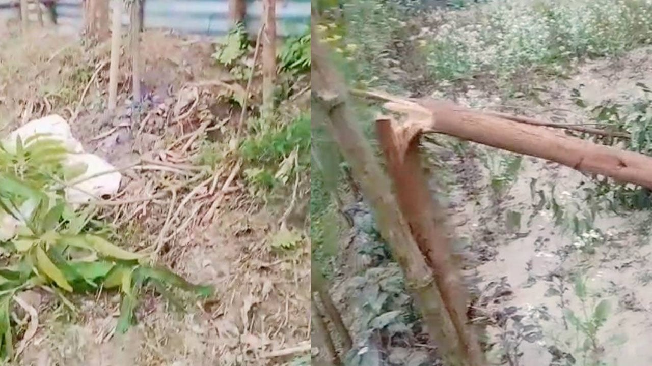 পূর্ব শত্রুতার জেরে শতাধিক গাছ কেটে ফেলার অভিযোগ