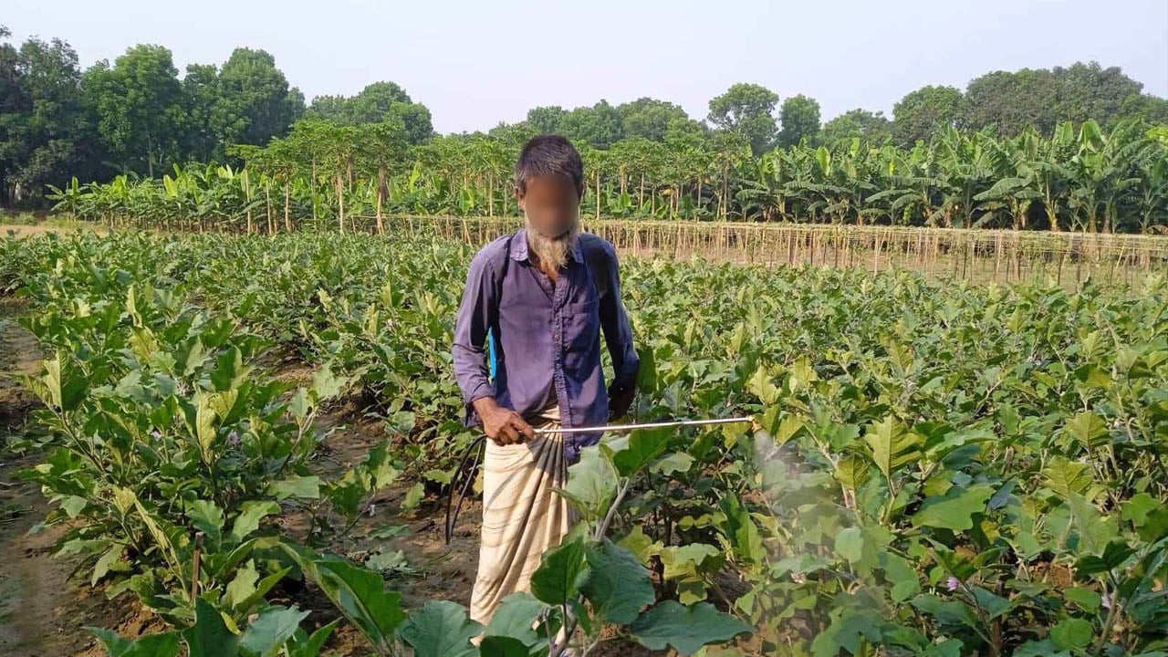 কীটনাশকের বিষে ঝুঁকিতে পুঠিয়ার কৃষক, সচেতনতার অভাবে বাড়ছে বিপদ