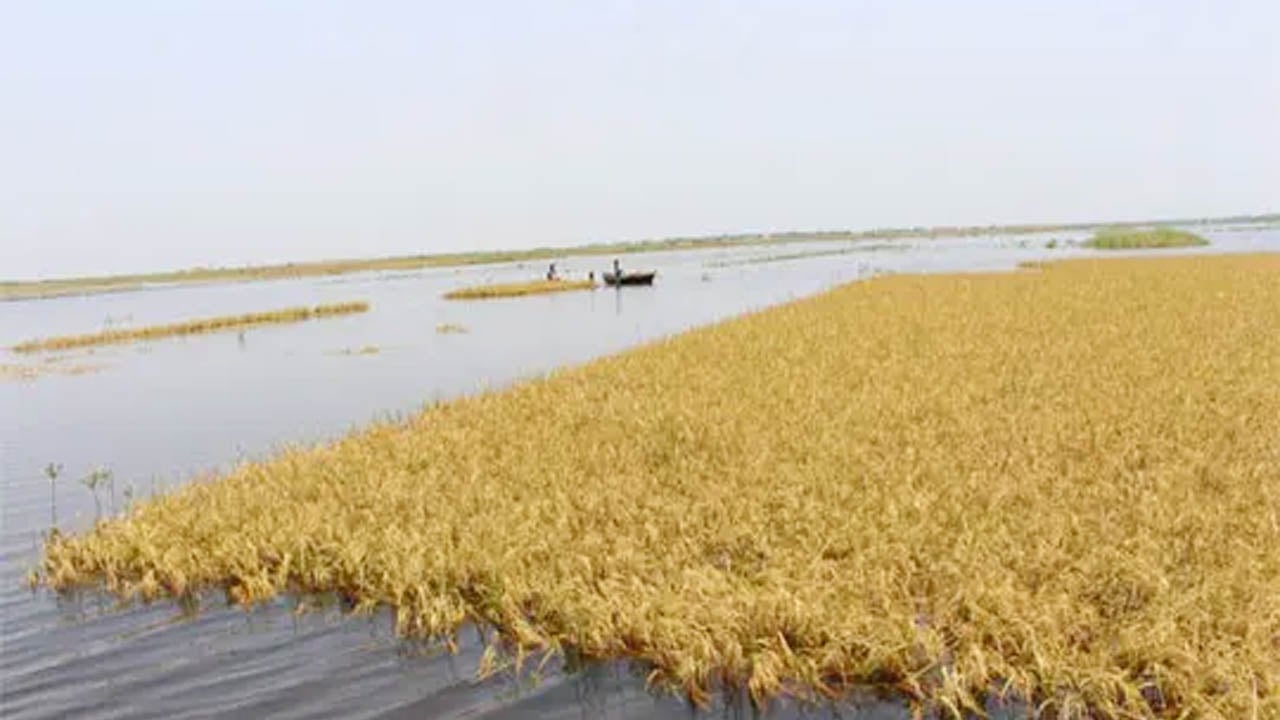 বিলে ধান তুলতে গিয়ে পানিতে ডুবে যুবকের মৃত্যু
