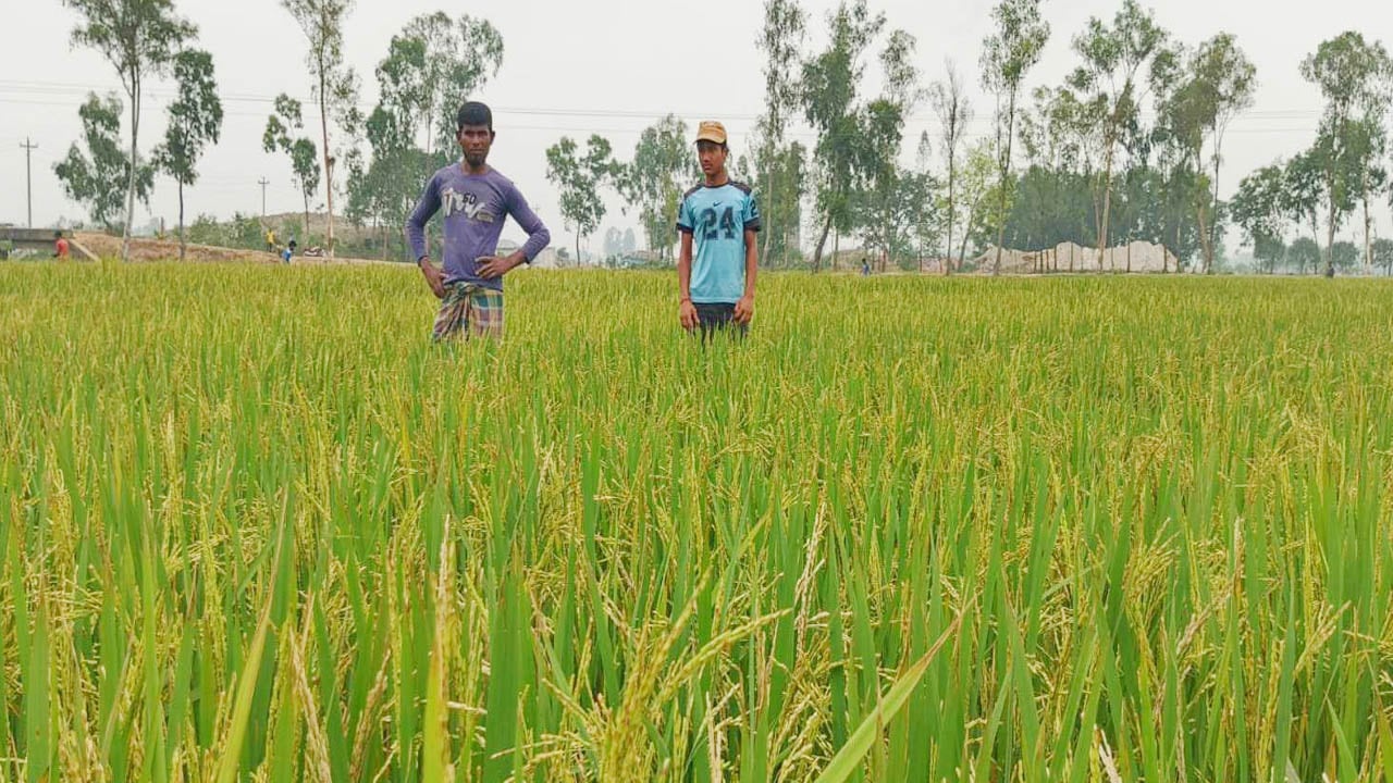 রংপুরে অবৈধ ইটভাটার বিষাক্ত ধোঁয়ায় ৪০ একর ধানক্ষেত নষ্ট