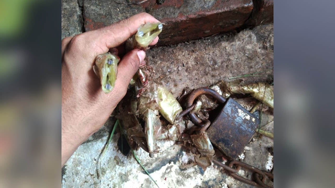 পটিয়ায় অস্ত্রের মুখে জিম্মি করে গরু ও নগদ অর্থ লুট