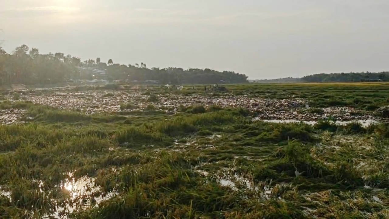রোহিঙ্গা ক্যাম্পের বর্জ্যে তলিয়ে গেল বোরো ধান