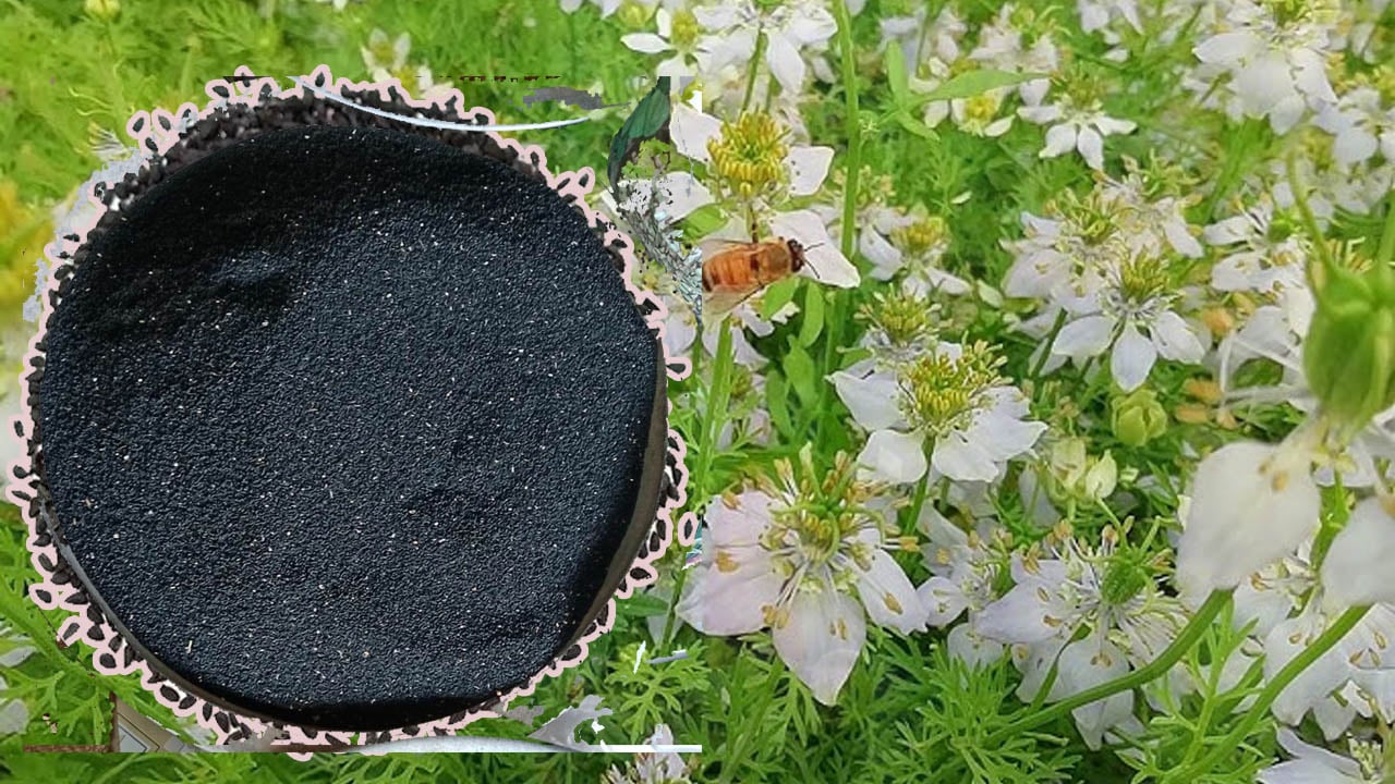 কম খরচে বেশি লাভ হওয়ায় কালোজিরা চাষে কৃষকদের ঝোঁক বাড়ছে