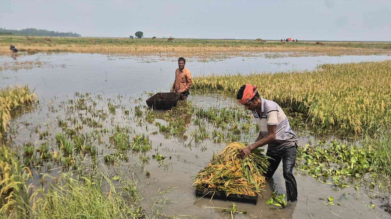 টানা বৃষ্টিতে হাওরজুড়ে ডুবছে পাকা ধান, দিশেহারা কৃষকরা