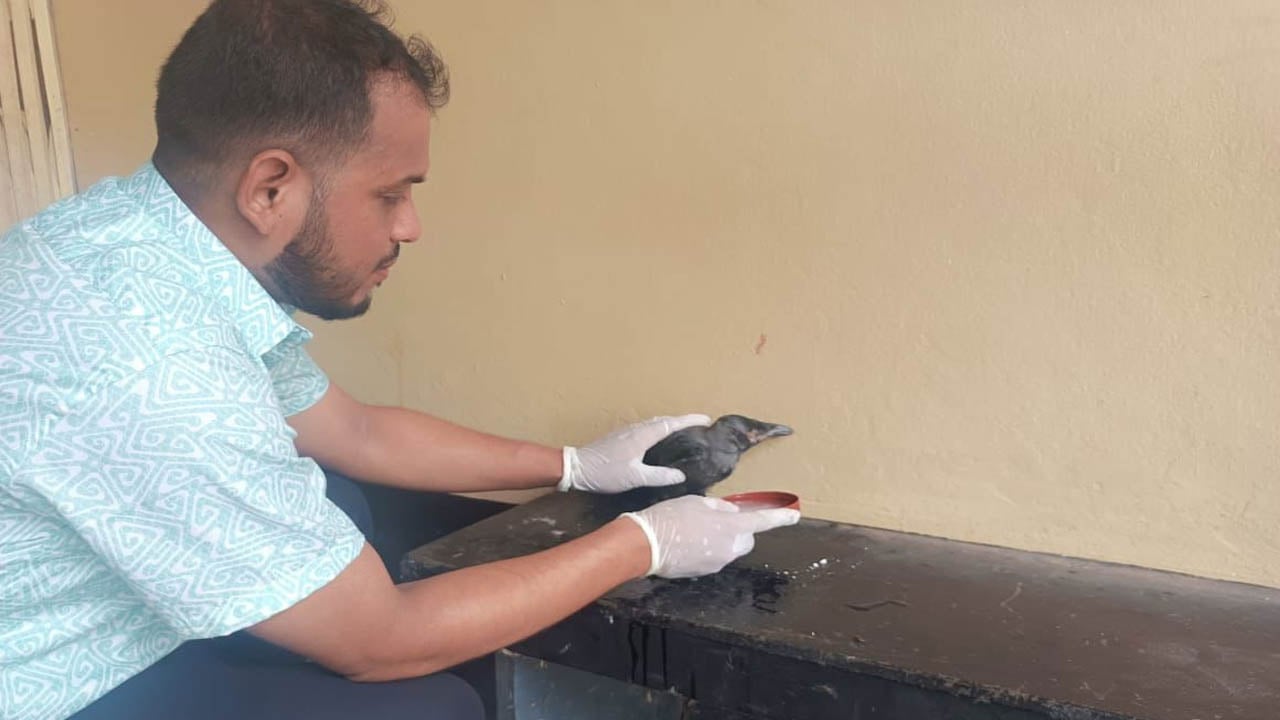 চিকিৎসা নিতে হাসপাতালে হাজির অসুস্থ কাক