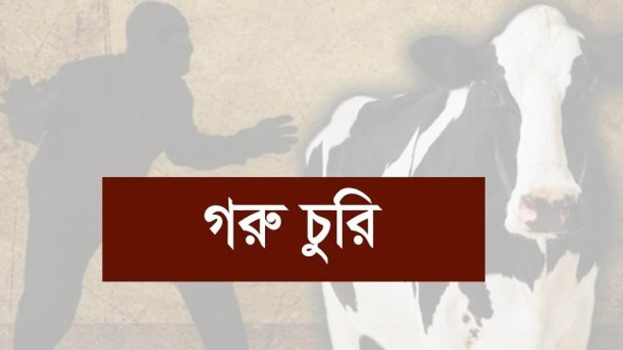 একই গ্রামের ৪ কৃষকের গোয়াল ঘর থেকে ৮ গরু চুরি