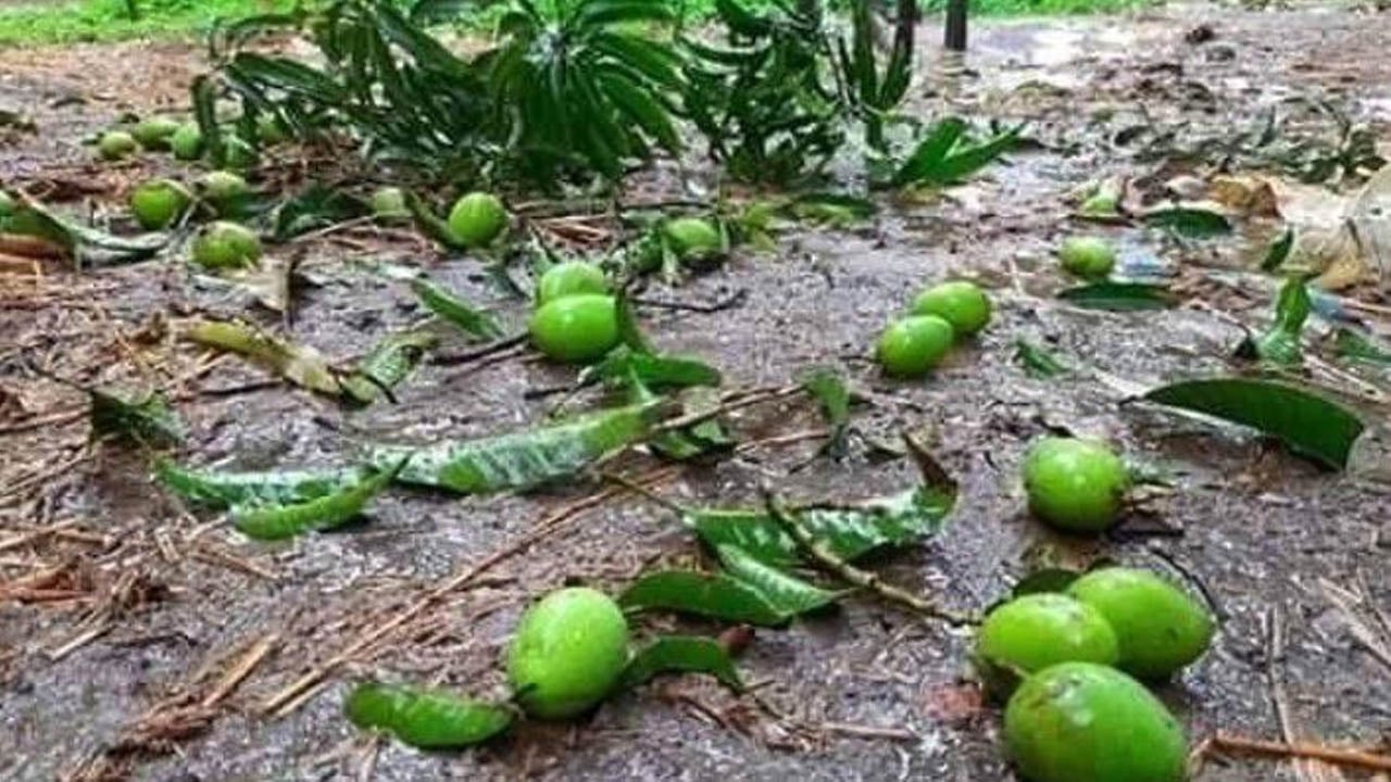 কালবৈশাখীর ঝড়ে হাড়িভাঙ্গা আমের ব্যাপক ক্ষতি
