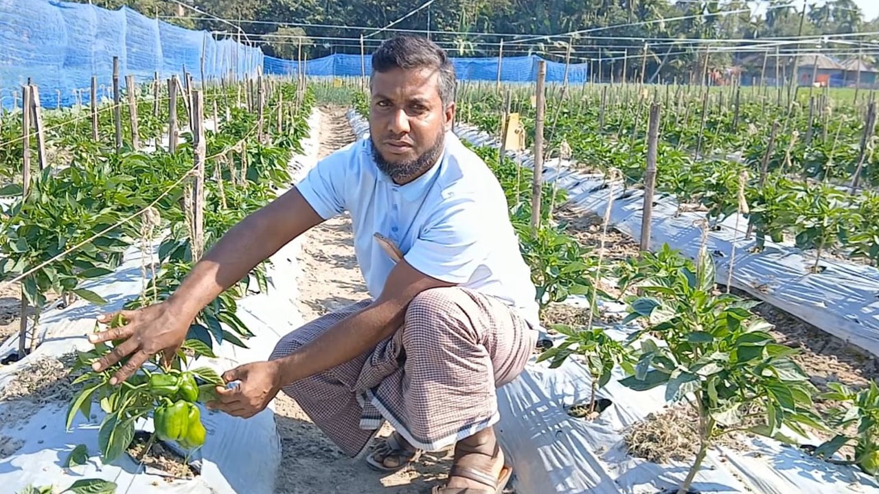 জৈব পদ্ধতিতে ক্যাপসিকাম চাষে সফল উদ্যোক্তা সুমন