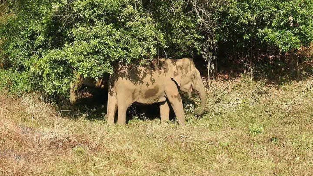 হাতির আক্রমণে ফের কৃষকের মৃত্যু
