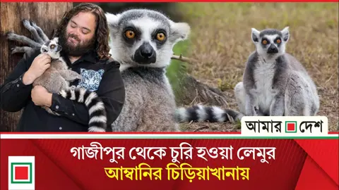 গাজীপুর সাফারি পার্ক থেকে চুরি হওয়া লেমুর ৪৮ লাখ রুপিতে বিক্রি আম্বানির চিড়িয়াখানায়

