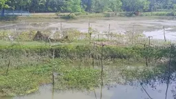 বাগেরহাটে গলদা রেণুর তীব্র সংকট, দিশাহারা ৫৪ হাজার চিংড়িচাষি
