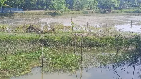 বাগেরহাটে গলদা রেণুর তীব্র সংকট, দিশাহারা ৫৪ হাজার চিংড়িচাষি