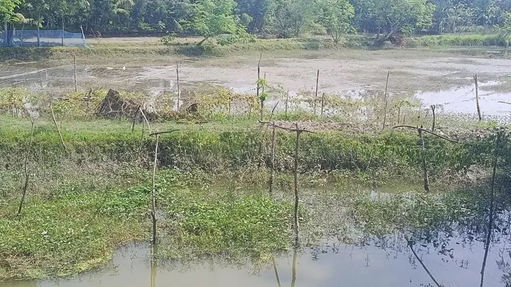 বাগেরহাটে গলদা রেণুর তীব্র সংকট, দিশাহারা ৫৪ হাজার চিংড়িচাষি