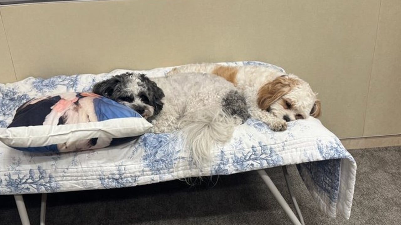 যুদ্ধে ছয় সপ্তাহ এক কক্ষে কাটাতে হল ইসরাইলে নিযুক্ত মার্কিন রাষ্ট্রদূতের