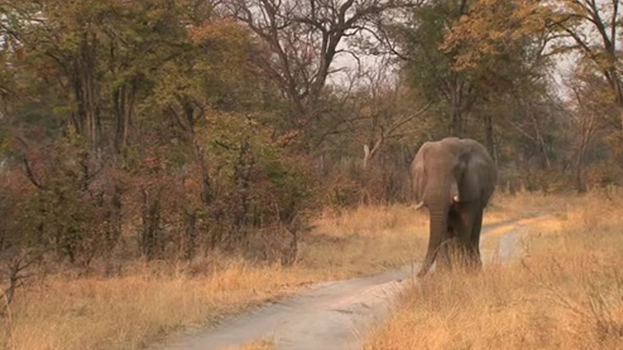 বকশীগঞ্জে বন্যহাতির আক্রমণে মৃত্যু