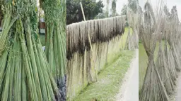 কাউনিয়ায় পাটকাঠিই যেন কৃষকের ‘বোনাস’ আয়
