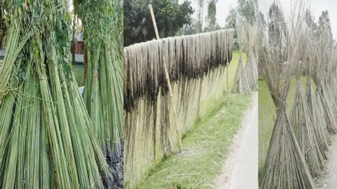 কাউনিয়ায় পাটকাঠিই যেন কৃষকের ‘বোনাস’ আয়
