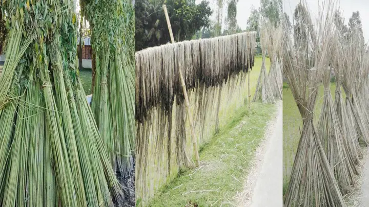 কাউনিয়ায় পাটকাঠিই যেন কৃষকের ‘বোনাস’ আয়