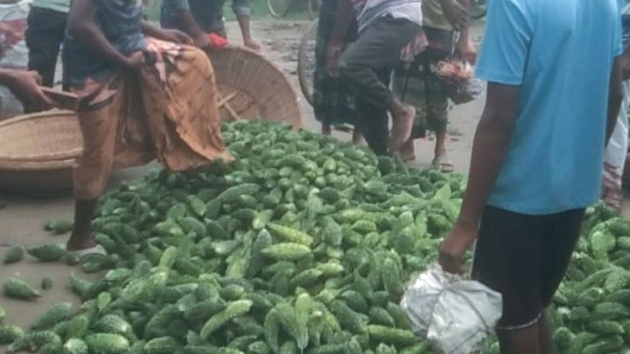 করলার দাম না পেয়ে বাজারেই ফেলে দিচ্ছেন কৃষক