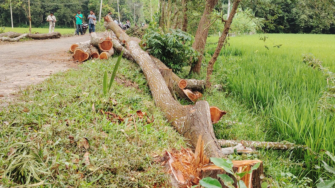 টেন্ডারের চেয়ে বেশি গাছ কাটার অভিযোগ দুই বিএনপি নেতার বিরুদ্ধে
