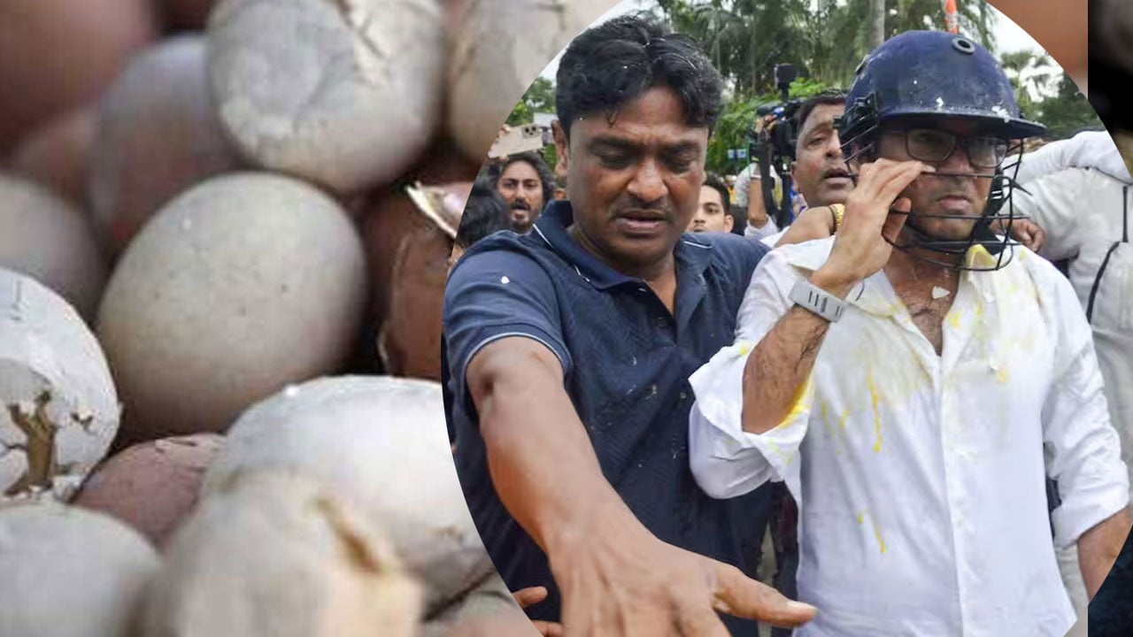 কলকাতাজুড়ে পচা ডিমের নজিরবিহীন চাহিদা, কারণ শুনলে অবাক হবেন