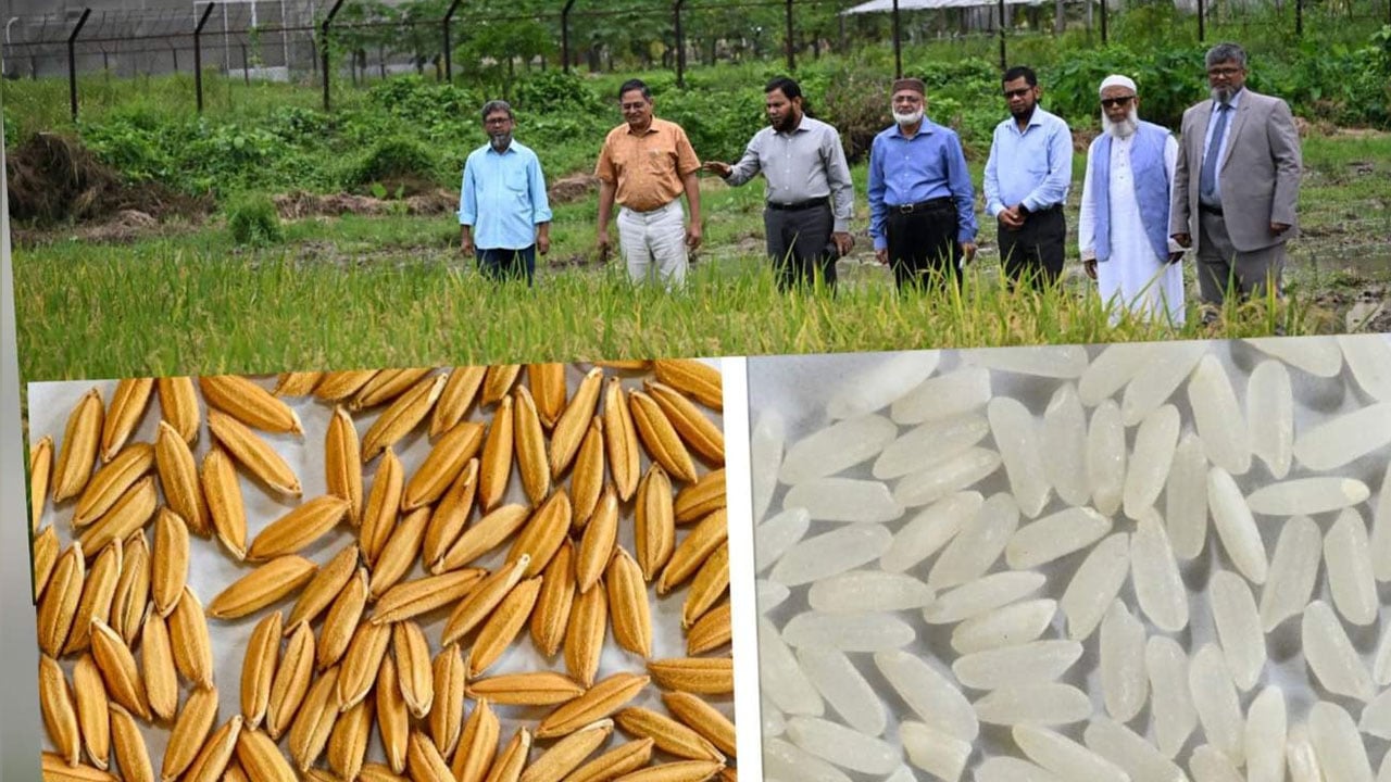 উচ্চফলনশীল আউশ ধানের নতুন জাত ‘জিএইউ-৪’ উদ্ভাবন