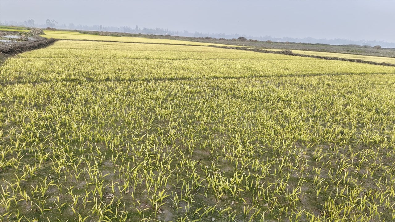 তীব্র শীতে কোল্ড ইনজুরি, দুশ্চিন্তায় কৃষকরা