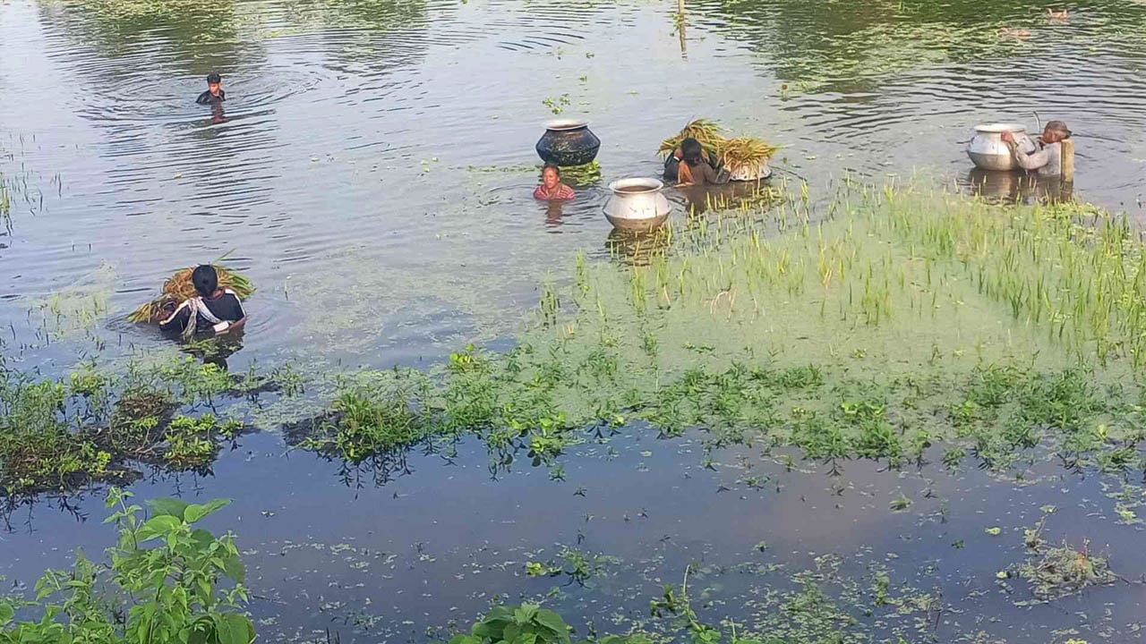 কোমরসমান পানিতে নেমে বোরো ধান কাটছেন কাউনিয়ার কৃষকরা