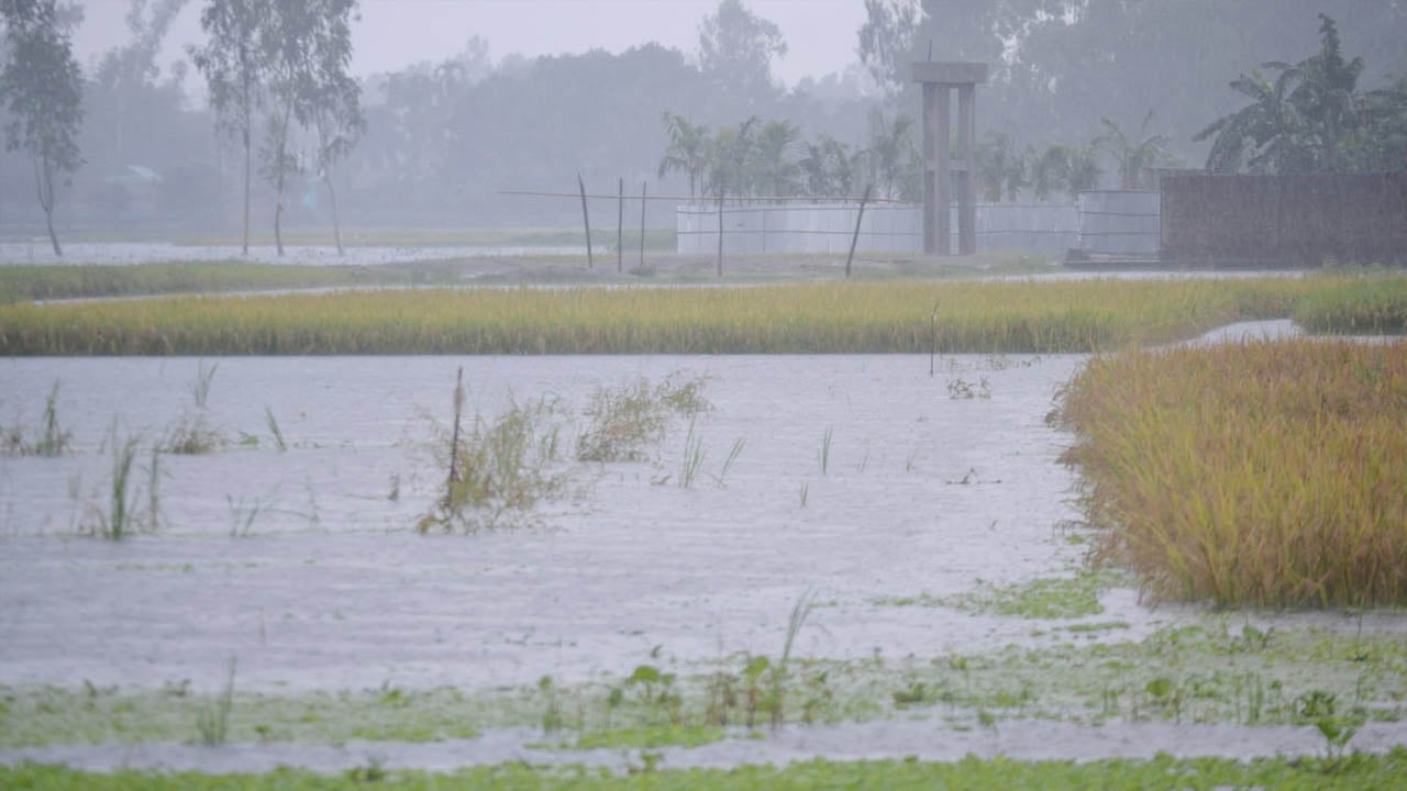 টানা ভারী বৃষ্টিতে জলাবদ্ধ কুড়িগ্রাম, পানির নিচে সরকারি অফিস ও বোরো ক্ষেত