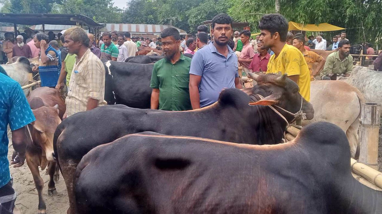 কাউনিয়ায় কোরবানির ২৫ হাজার পশু প্রস্তুত