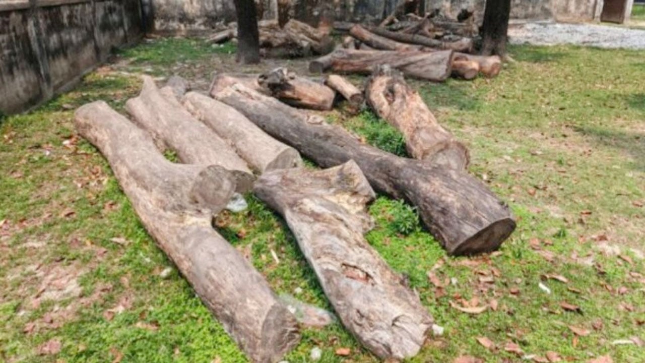 পাটগ্রামে কর্তৃপক্ষের উদাসীনতায় নষ্ট হচ্ছে লাখ টাকার গাছ