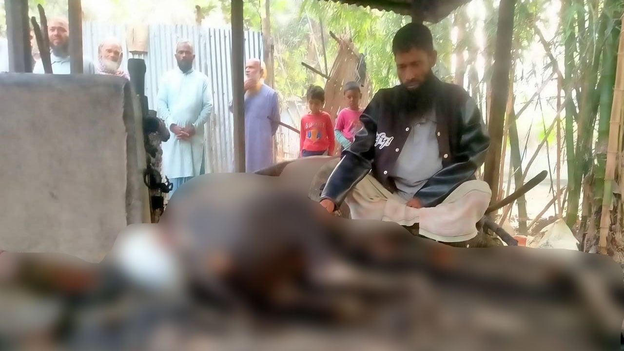 অগ্নিকাণ্ডে দুই গরু পুড়ে পথে বসেছেন দিনমজুর আসাদুল