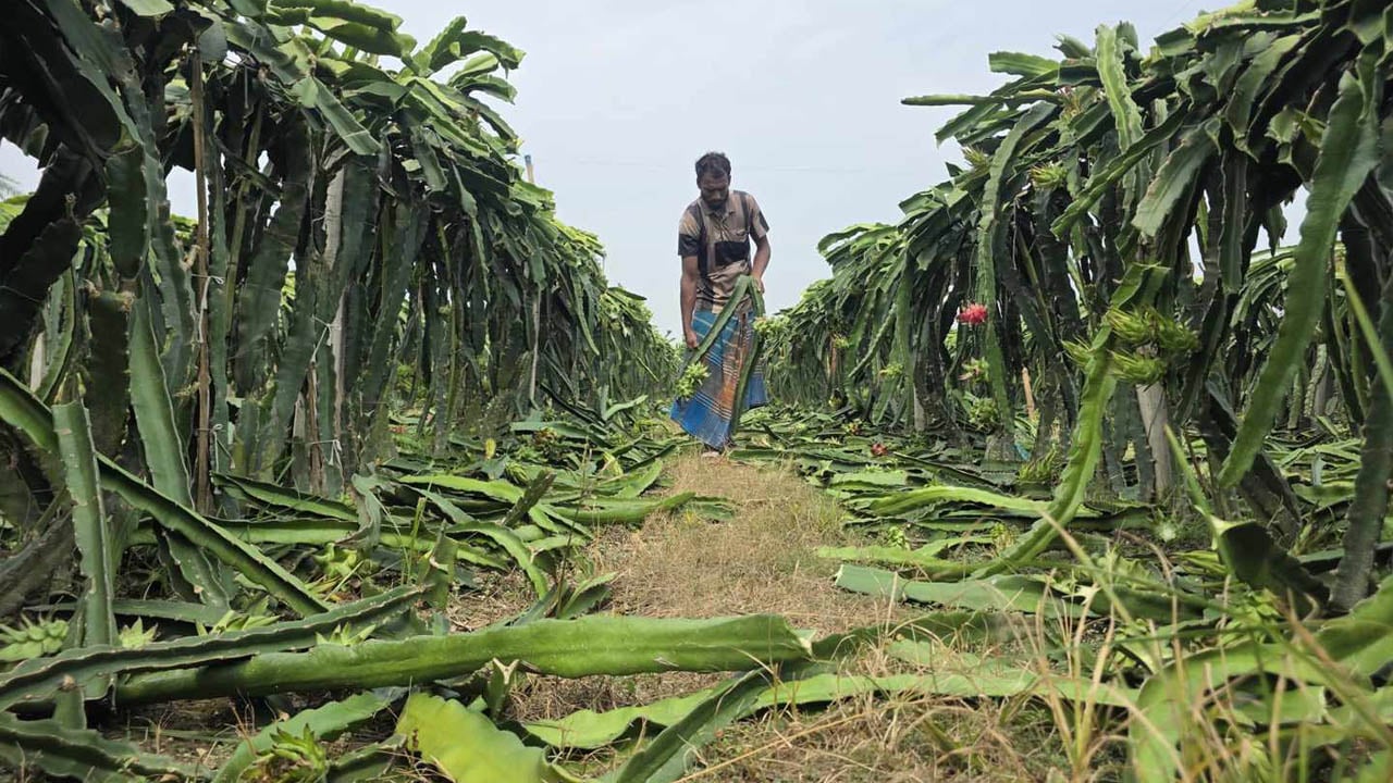 তিন হাজার ড্রাগন গাছ কেটে ফেলল দুবৃত্তরা, মাঠেই স্ট্রোক করলেন কৃষক