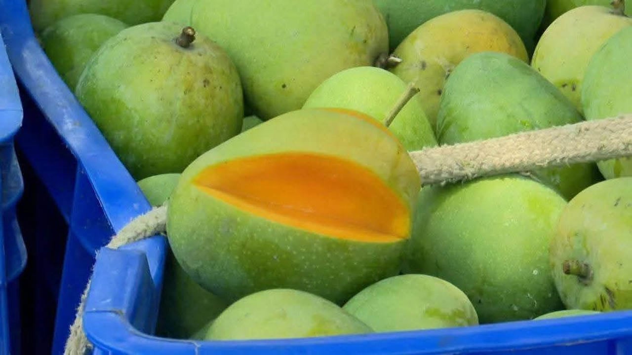 বানেশ্বরে উঠতে শুরু করেছে গুটি আম, আশাবাদী চাষি-ব্যবসায়ীরা