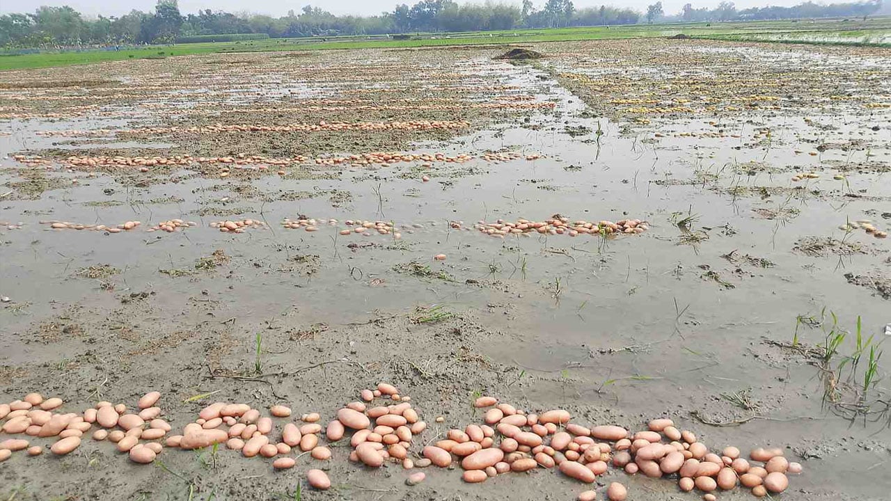 রংপুরে অসময়ের বৃষ্টিতে তলিয়ে গেছে আলুক্ষেত