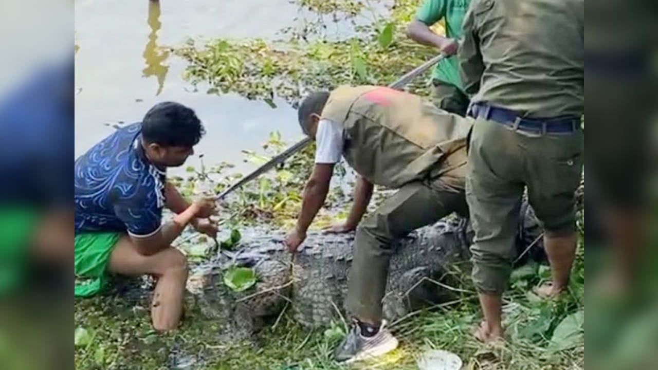 কোথায় নেয়া হলো খানজাহান আলী মাজারের সেই কুমিরটিকে