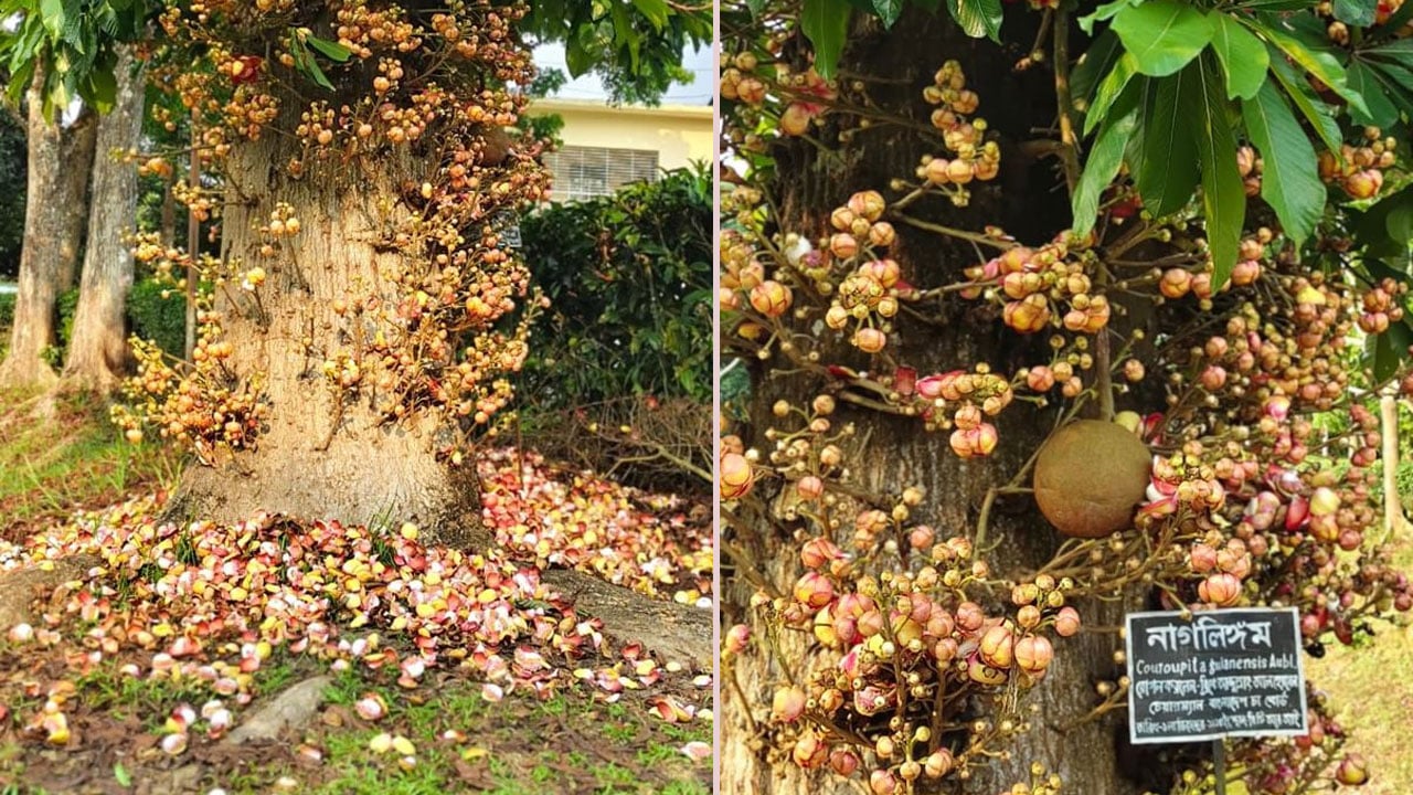 শ্রীমঙ্গলে বিরল নাগলিঙ্গম বৃক্ষের মোহময় সৌন্দর্য, দর্শনার্থীদের ভিড়
