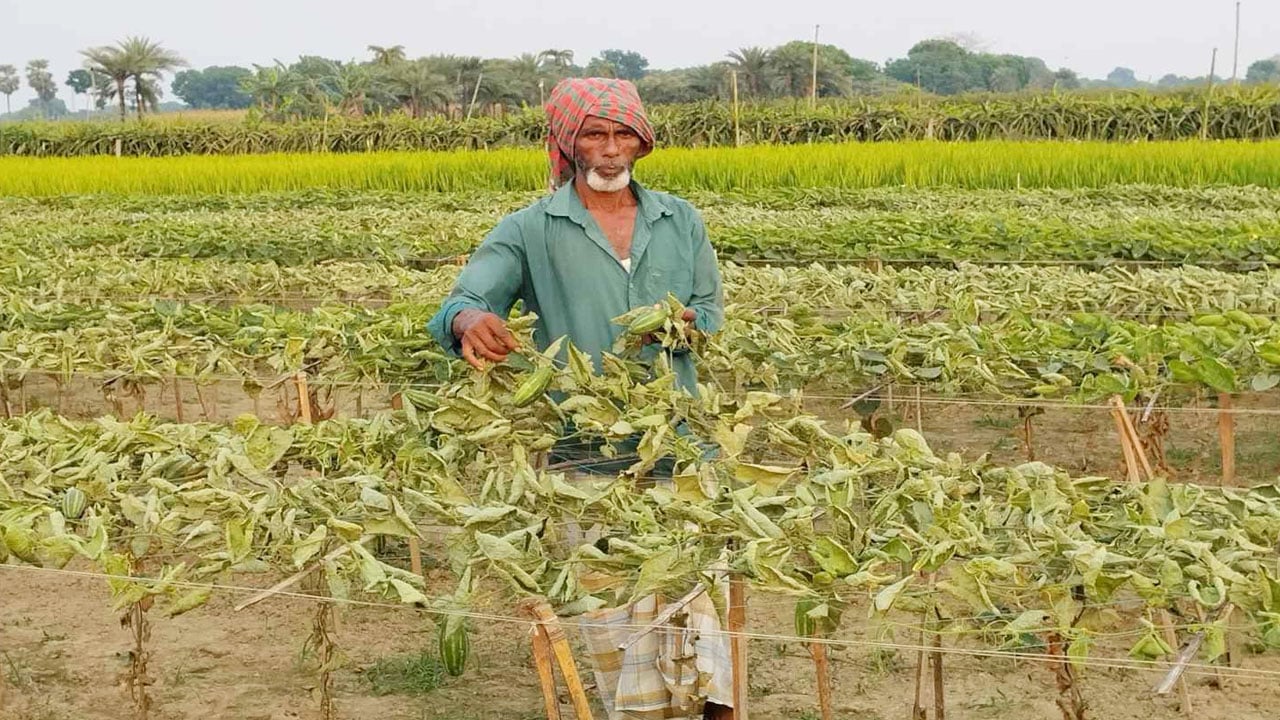 কৃষকের পটল ক্ষেতে এ কেমন শত্রুতা!