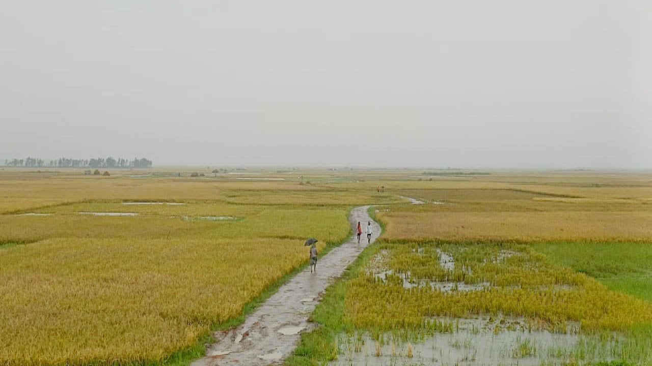 হাওরে ক্ষতিগ্রস্ত কৃষকদের তালিকায় স্বজনপ্রীতির অভিযোগ