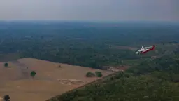 এক বছরে আমাজনে বন উজাড় কমেছে ৪২ শতাংশ