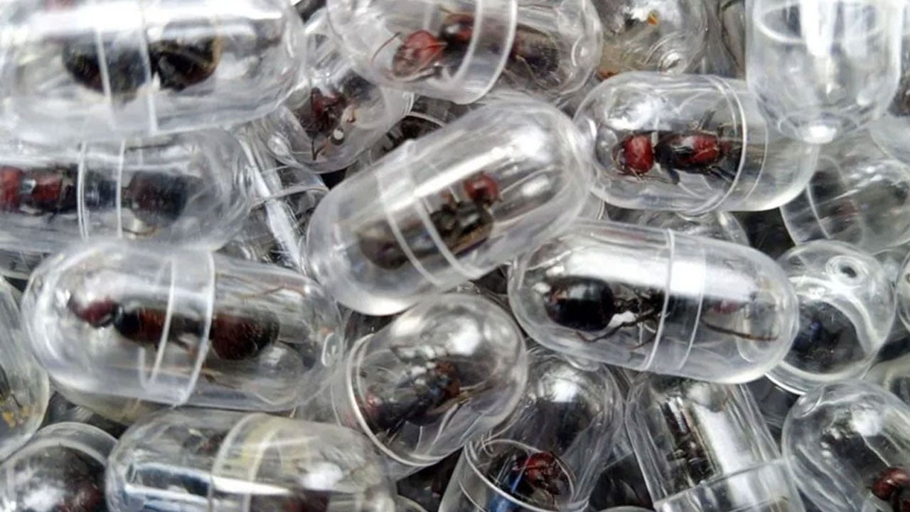 ২০০০ রানি পিঁপড়া পাচারের চেষ্টা, চীনা নাগরিক গ্রেপ্তার