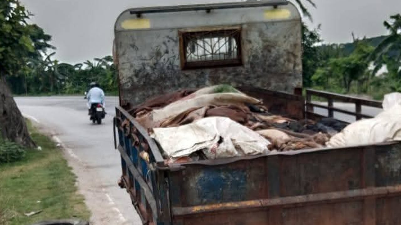 ফেলে রাখা কুরবানির চামড়া সংগ্রহে প্রশাসনের বিশেষ উদ্যোগ